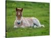 New Born Foal, Iceland-Arctic-Images-Stretched Canvas