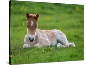 New Born Foal, Iceland-Arctic-Images-Stretched Canvas