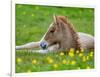 New Born Foal, Iceland-Arctic-Images-Framed Photographic Print