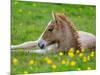 New Born Foal, Iceland-Arctic-Images-Mounted Photographic Print