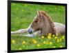 New Born Foal, Iceland-Arctic-Images-Framed Photographic Print