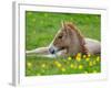 New Born Foal, Iceland-Arctic-Images-Framed Photographic Print