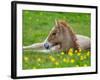 New Born Foal, Iceland-Arctic-Images-Framed Photographic Print