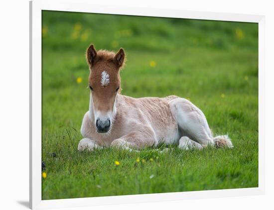 New Born Foal, Iceland-Arctic-Images-Framed Photographic Print