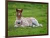 New Born Foal, Iceland-Arctic-Images-Framed Photographic Print