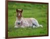 New Born Foal, Iceland-Arctic-Images-Framed Photographic Print