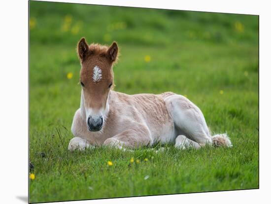 New Born Foal, Iceland-Arctic-Images-Mounted Photographic Print