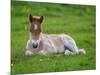 New Born Foal, Iceland-Arctic-Images-Mounted Photographic Print