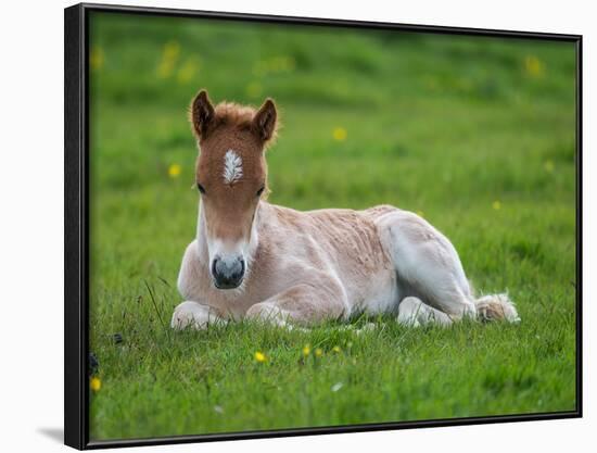 New Born Foal, Iceland-Arctic-Images-Framed Photographic Print