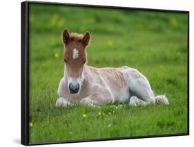 New Born Foal, Iceland-Arctic-Images-Framed Photographic Print