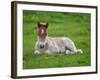 New Born Foal, Iceland-Arctic-Images-Framed Photographic Print