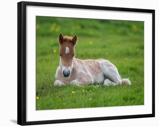 New Born Foal, Iceland-Arctic-Images-Framed Photographic Print