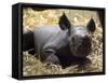 New Born Rhinoceros Zawadi Lifts its Head at the Zoo in Berlin-null-Framed Stretched Canvas