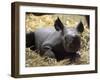 New Born Rhinoceros Zawadi Lifts its Head at the Zoo in Berlin-null-Framed Photographic Print