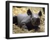 New Born Rhinoceros Zawadi Lifts its Head at the Zoo in Berlin-null-Framed Photographic Print