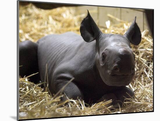 New Born Rhinoceros Zawadi Lifts its Head at the Zoo in Berlin-null-Mounted Photographic Print