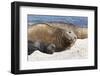 New Born Southern Elephant Seal (Mirounga Leonina) Pup with Mother-Eleanor Scriven-Framed Photographic Print