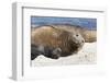 New Born Southern Elephant Seal (Mirounga Leonina) Pup with Mother-Eleanor Scriven-Framed Photographic Print