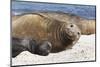 New Born Southern Elephant Seal (Mirounga Leonina) Pup with Mother-Eleanor Scriven-Mounted Photographic Print