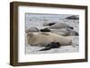 New Born Southern Elephant Seal (Mirounga Leonina) Pups and Mothers on a Beach-Eleanor-Framed Photographic Print