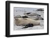 New Born Southern Elephant Seal (Mirounga Leonina) Pups and Mothers on a Beach-Eleanor-Framed Photographic Print