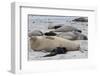 New Born Southern Elephant Seal (Mirounga Leonina) Pups and Mothers on a Beach-Eleanor-Framed Photographic Print