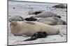 New Born Southern Elephant Seal (Mirounga Leonina) Pups and Mothers on a Beach-Eleanor-Mounted Photographic Print