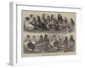 New Breeds of Pigeons at the Birmingham Show-null-Framed Giclee Print