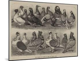 New Breeds of Pigeons at the Birmingham Show-null-Mounted Giclee Print