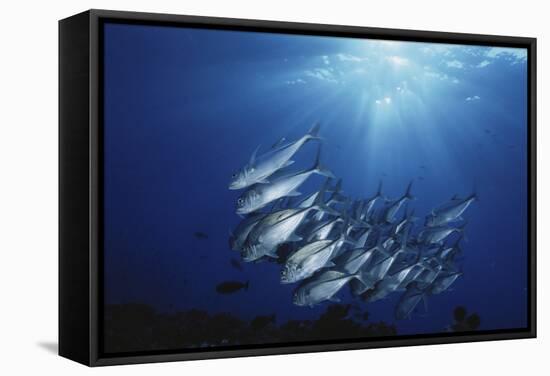 New Britain, New Guinea, School of Jackfish in Undersea-Stuart Westmorland-Framed Stretched Canvas