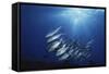 New Britain, New Guinea, School of Jackfish in Undersea-Stuart Westmorland-Framed Stretched Canvas