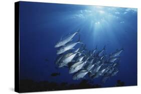 New Britain, New Guinea, School of Jackfish in Undersea-Stuart Westmorland-Stretched Canvas