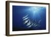 New Britain, New Guinea, School of Jackfish in Undersea-Stuart Westmorland-Framed Photographic Print