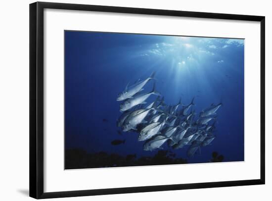 New Britain, New Guinea, School of Jackfish in Undersea-Stuart Westmorland-Framed Photographic Print