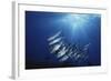 New Britain, New Guinea, School of Jackfish in Undersea-Stuart Westmorland-Framed Photographic Print