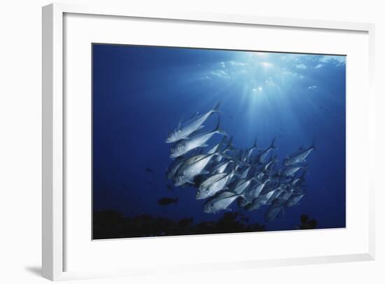 New Britain, New Guinea, School of Jackfish in Undersea-Stuart Westmorland-Framed Photographic Print