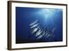 New Britain, New Guinea, School of Jackfish in Undersea-Stuart Westmorland-Framed Photographic Print