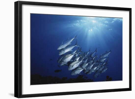 New Britain, New Guinea, School of Jackfish in Undersea-Stuart Westmorland-Framed Photographic Print