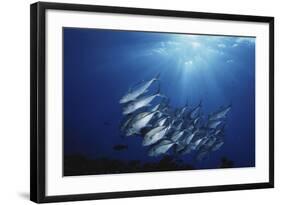 New Britain, New Guinea, School of Jackfish in Undersea-Stuart Westmorland-Framed Photographic Print