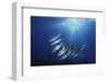 New Britain, New Guinea, School of Jackfish in Undersea-Stuart Westmorland-Framed Photographic Print