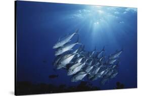 New Britain, New Guinea, School of Jackfish in Undersea-Stuart Westmorland-Stretched Canvas