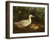 New Brood-Edward Neale-Framed Giclee Print