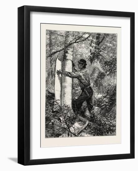 New Brunswick, Stripping or Barking a Tree for Torches, Canada, Nineteenth Century-null-Framed Giclee Print