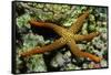 New Caldonia Starfish-Hal Beral-Framed Stretched Canvas