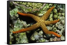 New Caldonia Starfish-Hal Beral-Framed Stretched Canvas