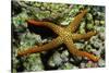 New Caldonia Starfish-Hal Beral-Stretched Canvas
