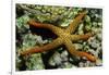 New Caldonia Starfish-Hal Beral-Framed Photographic Print