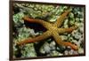 New Caldonia Starfish-Hal Beral-Framed Photographic Print