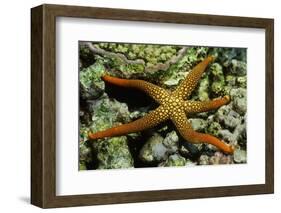 New Caldonia Starfish-Hal Beral-Framed Photographic Print