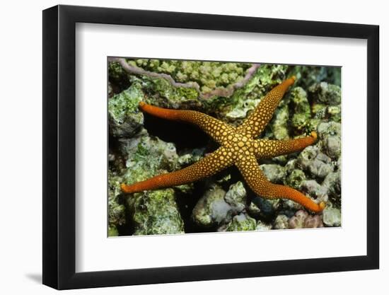 New Caldonia Starfish-Hal Beral-Framed Photographic Print